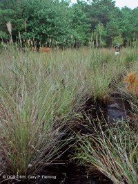 沙丘間水池 / 池塘(草形)— CEGL 004129 沙丘間水池 / 池塘(草形)— CEGL 004129