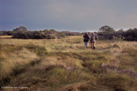 沙丘間海豚 (鹽草草鹹味) — CEGL 006342 沙丘間海豚 (鹽草草鹹味) — CEGL 006342
