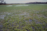 沙丘間池塘(海岸水-牛膝草-白穗草低鹽型)– CEGL 006350 沙丘間池塘(海岸水-牛膝草-白穗草低鹽型)– CEGL 006350