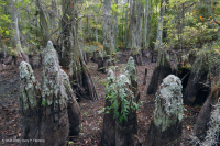 海上沼澤森林(白柏樹類型)— CEGL 004079 海上沼澤森林(白柏樹類型)— CEGL 004079