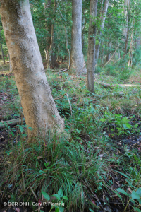 海上沼澤森林(紅楓-圖佩洛型)— CEGL 004082 海上沼澤森林(紅楓-圖佩洛型)— CEGL 004082