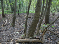 海上沼澤森林(黑柳型)— CEGL 006348 海上沼澤森林(黑柳型)— CEGL 006348