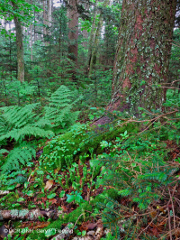 南阿巴拉契亞紅雲杉森林(落葉灌木類型)— CEGL 007131 南阿巴拉契亞紅雲杉森林(落葉灌木類型)— CEGL 007131