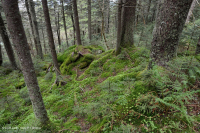 南阿巴拉契亞紅雲杉森林(落葉灌木類型)— CEGL 007131 南阿巴拉契亞紅雲杉森林(落葉灌木類型)— CEGL 007131