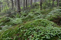 南阿巴拉契亞紅雲杉森林(落葉灌木類型)— CEGL 007131 南阿巴拉契亞紅雲杉森林(落葉灌木類型)— CEGL 007131