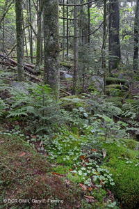 南阿巴拉契亞紅雲杉森林(落葉灌木類型)-CEGL 007131 南阿巴拉契亞紅雲杉森林(落葉灌木類型)-CEGL 007131