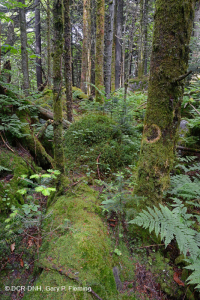 南阿巴拉契亞紅雲杉森林(落葉灌木類型)-CEGL 007131 南阿巴拉契亞紅雲杉森林(落葉灌木類型)-CEGL 007131