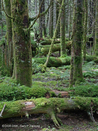 弗雷澤冷杉森林-CEGL 006049 弗雷澤冷杉森林-CEGL 006049