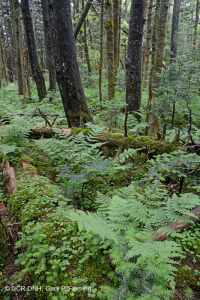 弗雷澤冷杉森林-CEGL 006049 弗雷澤冷杉森林-CEGL 006049