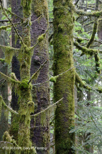 弗雷澤冷杉森林-CEGL 006049 弗雷澤冷杉森林-CEGL 006049