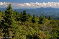 南阿巴拉契亞紅雲杉森林(落葉灌木類型)— CEGL 007131 南阿巴拉契亞紅雲杉森林(落葉灌木類型)— CEGL 007131