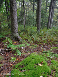 南阿巴拉契亞紅雲杉森林(落葉灌木類型)— CEGL 007131 南阿巴拉契亞紅雲杉森林(落葉灌木類型)— CEGL 007131