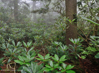 南阿巴拉契亞紅雲杉-北部硬木森林/杜松林 — CEGL 004983 南阿巴拉契亞紅雲杉-北部硬木森林/杜松林 — CEGL 004983