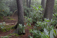 南阿巴拉契亞紅雲杉-北部硬木森林/杜松林 — CEGL 004983 南阿巴拉契亞紅雲杉-北部硬木森林/杜松林 — CEGL 004983