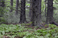 南阿巴拉契亞紅雲杉森林(落葉灌木類型)— CEGL 007131 南阿巴拉契亞紅雲杉森林(落葉灌木類型)— CEGL 007131