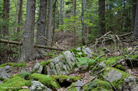 中阿巴拉契亞紅雲杉森林 — CEGL 008501 中阿巴拉契亞紅雲杉森林 — CEGL 008501