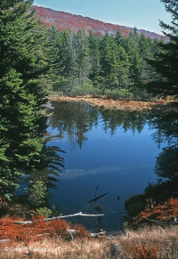 中阿巴拉契亞紅雲杉森林 — CEGL 008501 中阿巴拉契亞紅雲杉森林 — CEGL 008501