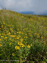 南阿巴拉契亞草皮毛 — CEGL 004242 南阿巴拉契亞草皮毛 — CEGL 004242