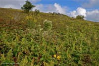 南阿巴拉契亞草皮毛 — CEGL 004242 南阿巴拉契亞草皮毛 — CEGL 004242