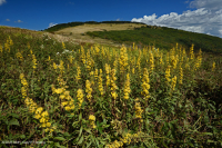 南阿巴拉契亞草皮毛 — CEGL 004242 南阿巴拉契亞草皮毛 — CEGL 004242