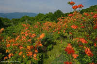 南阿巴拉契亞落葉樹皮-CEGL 004819 南阿巴拉契亞落葉樹皮-CEGL 004819