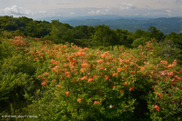 南阿巴拉契亞落葉樹皮-CEGL 004819 南阿巴拉契亞落葉樹皮-CEGL 004819