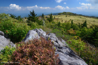 南阿巴拉契亞卡塔瓦巴杜拜杜松樹白色 — CEGL 003818 南阿巴拉契亞卡塔瓦巴杜拜杜松樹白色 — CEGL 003818