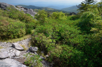 南阿巴拉契亞卡塔瓦巴杜拜杜松樹白色 — CEGL 003818 南阿巴拉契亞卡塔瓦巴杜拜杜松樹白色 — CEGL 003818