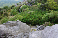 南阿巴拉契亞卡塔瓦巴杜拜杜松樹白色 — CEGL 003818 南阿巴拉契亞卡塔瓦巴杜拜杜松樹白色 — CEGL 003818