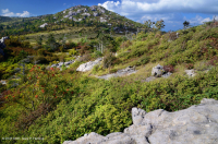 南阿巴拉契亞落葉溪頭角 — CEGL 004819 南阿巴拉契亞落葉溪頭角 — CEGL 004819