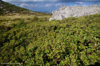 南阿巴拉契亞落葉溪頭角 — CEGL 004819 南阿巴拉契亞落葉溪頭角 — CEGL 004819