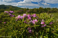 南阿巴拉契亞卡塔瓦巴杜拜杜松樹白色-CEGL 003818 南阿巴拉契亞卡塔瓦巴杜拜杜松樹白色-CEGL 003818