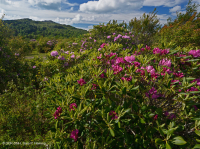 南阿巴拉契亞卡塔瓦巴杜拜杜松樹白色-CEGL 003818 南阿巴拉契亞卡塔瓦巴杜拜杜松樹白色-CEGL 003818