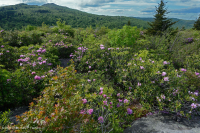 南阿巴拉契亞卡塔瓦巴杜拜杜松樹白色-CEGL 003818 南阿巴拉契亞卡塔瓦巴杜拜杜松樹白色-CEGL 003818