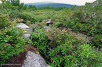 南阿巴拉契亞混合羽毛 — CEGL 003814 南阿巴拉契亞混合羽毛 — CEGL 003814