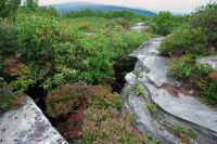 南阿巴拉契亞混合羽毛 — CEGL 003814 南阿巴拉契亞混合羽毛 — CEGL 003814