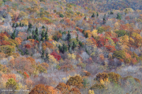 南阿巴拉契亞北部硬木森林 – CEGL 007285 南阿巴拉契亞北部硬木森林 – CEGL 007285