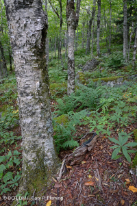 南阿巴拉契亞北部硬木森林 – CEGL 007285 南阿巴拉契亞北部硬木森林 – CEGL 007285