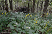 南阿巴拉契亞北部硬木森林 – CEGL 007285 南阿巴拉契亞北部硬木森林 – CEGL 007285