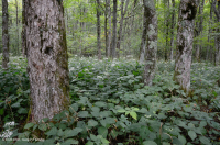 南阿巴拉契亞北部硬木森林 – CEGL 007285 南阿巴拉契亞北部硬木森林 – CEGL 007285