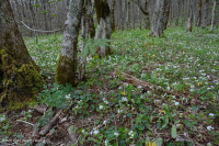 南阿巴拉契亞北部硬木森林 – CEGL 007285 南阿巴拉契亞北部硬木森林 – CEGL 007285