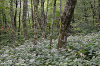 南阿巴拉契亞北部硬木森林 – CEGL 007285 南阿巴拉契亞北部硬木森林 – CEGL 007285