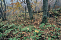 南阿巴拉契亞北部硬木森林 – CEGL 007285 南阿巴拉契亞北部硬木森林 – CEGL 007285