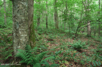 南阿巴拉契亞北部硬木森林 – CEGL 007285 南阿巴拉契亞北部硬木森林 – CEGL 007285