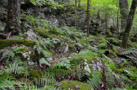 南阿巴拉契亞北部硬木森林 – CEGL 007285 南阿巴拉契亞北部硬木森林 – CEGL 007285