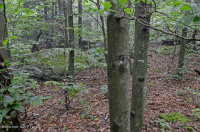 東北幹梅西克山毛櫸樹林 — CEGL 006088 東北幹梅西克山毛櫸樹林 — CEGL 006088