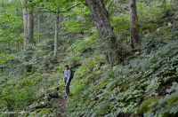 中阿巴拉契亞北部硬木森林(黃樺木-北部紅橡木類)— CEGL 008502 中阿巴拉契亞北部硬木森林(黃樺木-北部紅橡木類)— CEGL 008502