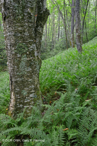 中阿巴拉契亞北部硬木森林(糖楓木-山毛櫸-黑櫻桃型)— CEGL 006045 中阿巴拉契亞北部硬木森林(糖楓木-山毛櫸-黑櫻桃型)— CEGL 006045