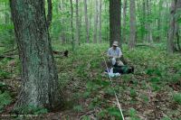 南阿巴拉契亞北部紅橡樹森林(落葉灌木類型)— CEGL 007300 南阿巴拉契亞北部紅橡樹森林(落葉灌木類型)— CEGL 007300