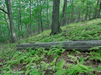 南阿巴拉契亞北部紅橡樹森林(落葉灌木類型)— CEGL 007300 南阿巴拉契亞北部紅橡樹森林(落葉灌木類型)— CEGL 007300